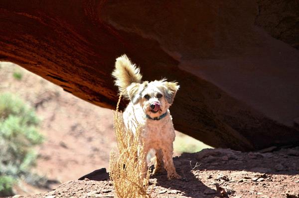 /Images/uploads/Humane Society of Utah/HSUCalendar/entries/826thumb.jpg